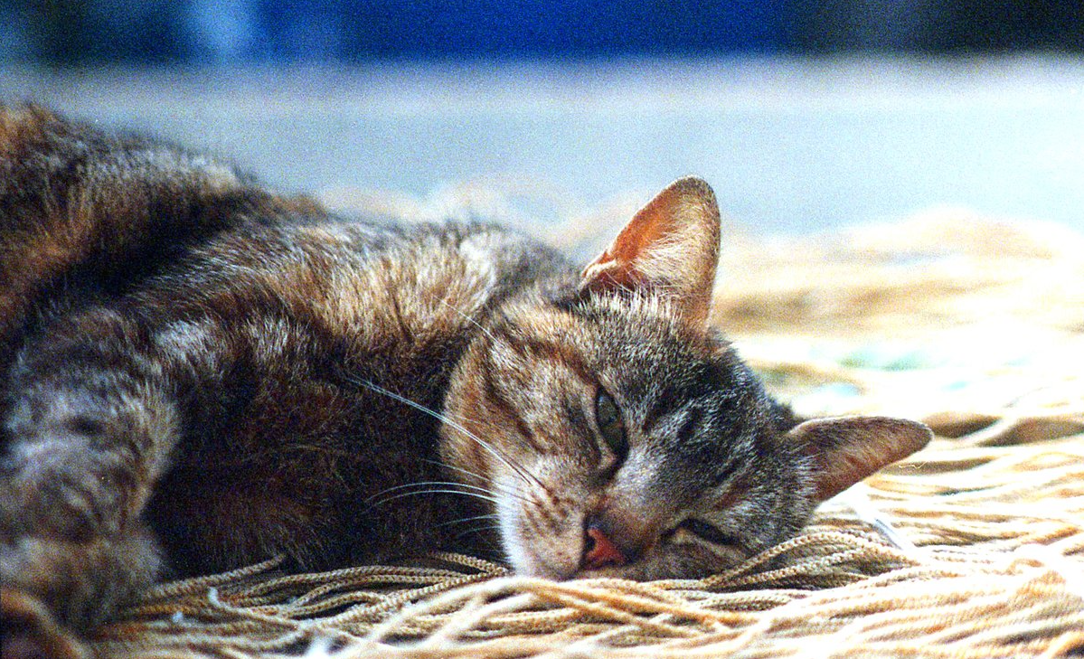 KODAK ULTRAMAX 400 / 135